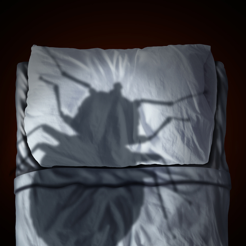 Le cimici del letto: perché possono rappresentare un grave pericolo